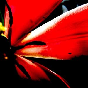 Meet your Posher, Lucy